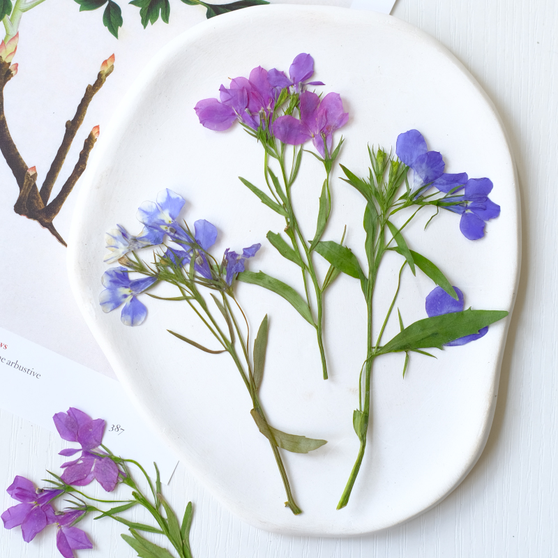 6 pièces/8-13 cm, fleurs séché - Resin Art And Jewelry avis et prix