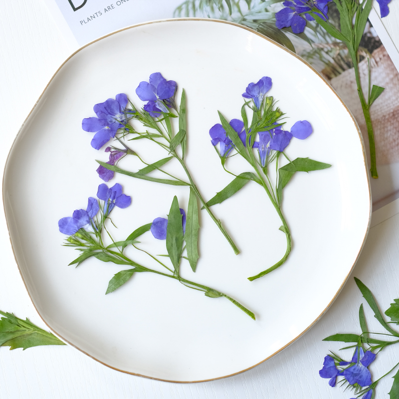 6 pièces/8-13 cm, fleurs séché - Resin Art And Jewelry avis et prix